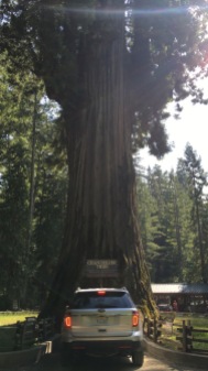 Redwoods, CA